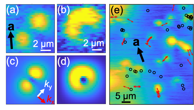 The observed vortex dynamics on URu$_2$Si$_2$(a),(b) are captured by our simulation with anisotropic (c) and isotropic (d) pinning potential, respectively. (e) The observed local anisotropy of pinning potential on URu$_2$Si$_2$ was not ordered. Reprinted figure from [1]. Copyright 2021, by American Physical Society.