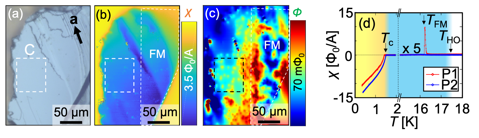 The observed local negative susceptibility due to the Meissner effect (b ) and spontaneous ferromagnetic domains and vortices (c) on a single crystal of URu$_2$Si$_2$ (a). (d) The susceptibility on the ferromagnetic domain (P1) showed both phase transitions of ferromagnetic and superconducting, but the susceptibility observed far from ferromagnetic domains (P2) only showed the superconducting phase transition. Reprinted figure from [1]. Copyright 2021, by American Physical Society.